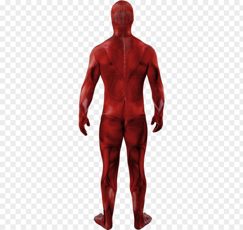 Anatomia Del Corpo Umano Anatomy Muscle Human Body Skin PNG
