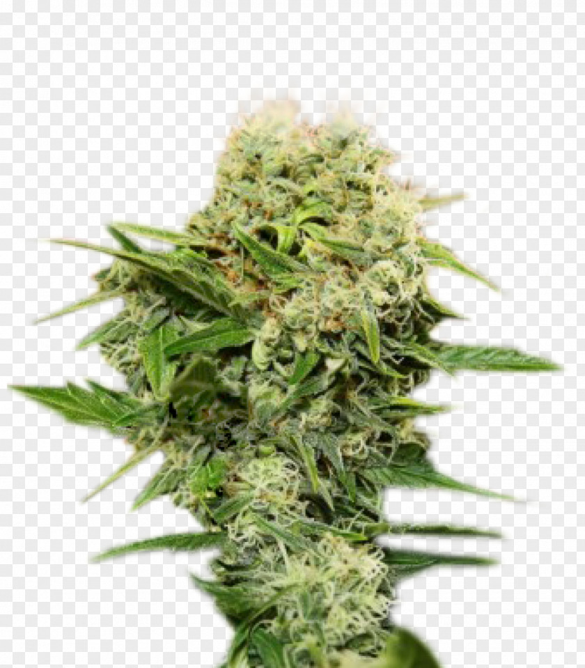 Cannabis Feminized Seed Cultivar Cup PNG