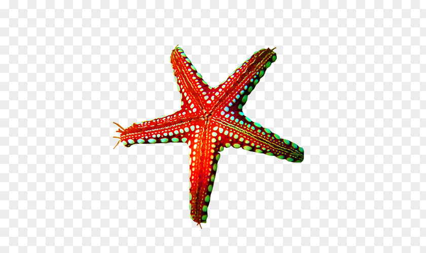 Creative Starfish Clip Art PNG