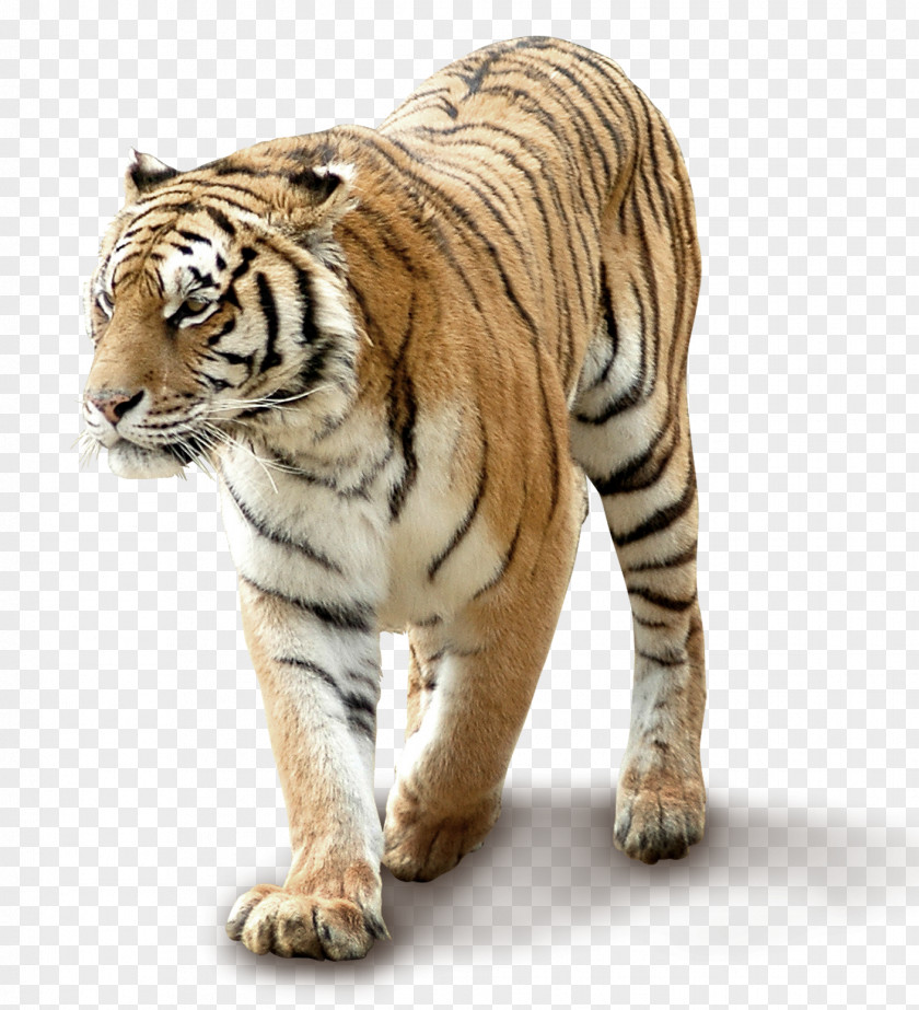 Domineering Tiger South China PNG