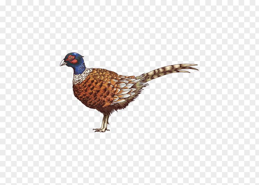Galliformes Beak Chicken Cartoon PNG