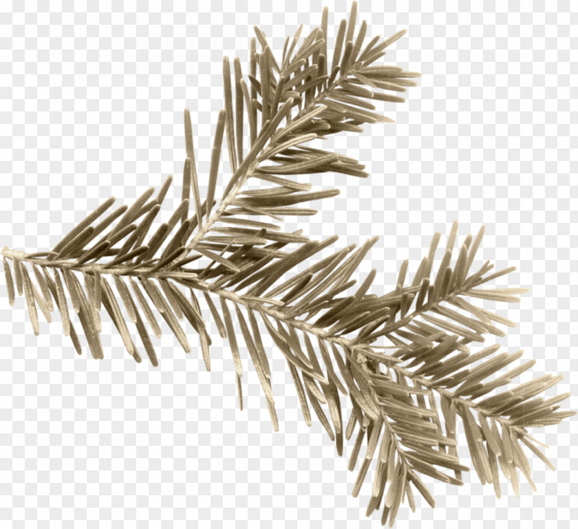 Pine Needles PNG
