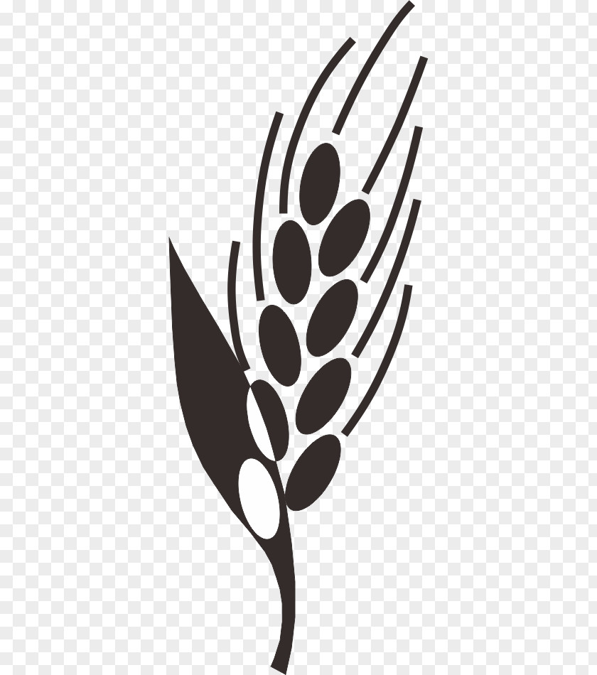 Rice Wheat Paddy Black And White Field Clip Art PNG