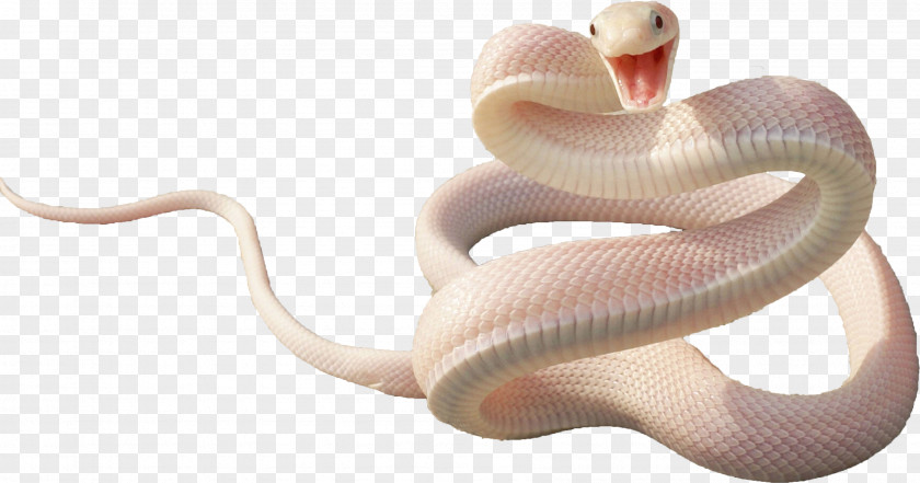 Snake Reptile PNG