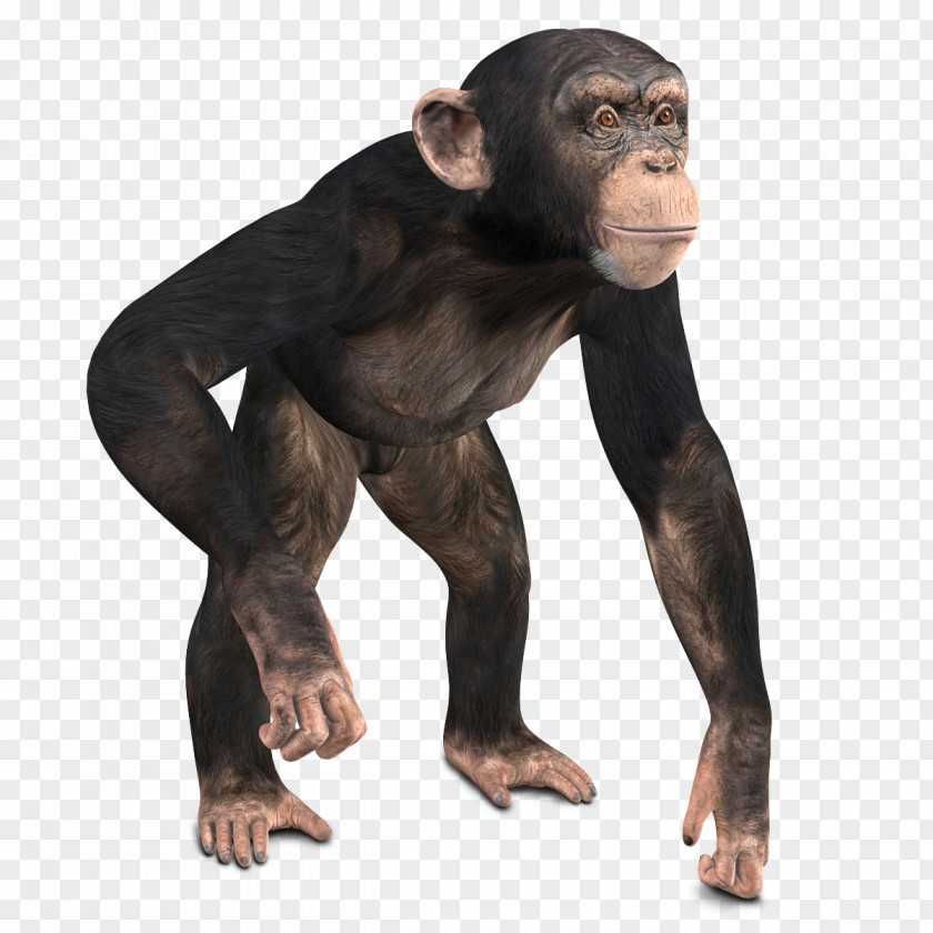 Chimpanzee Common Western Gorilla Monkey 3D Computer Graphics PNG