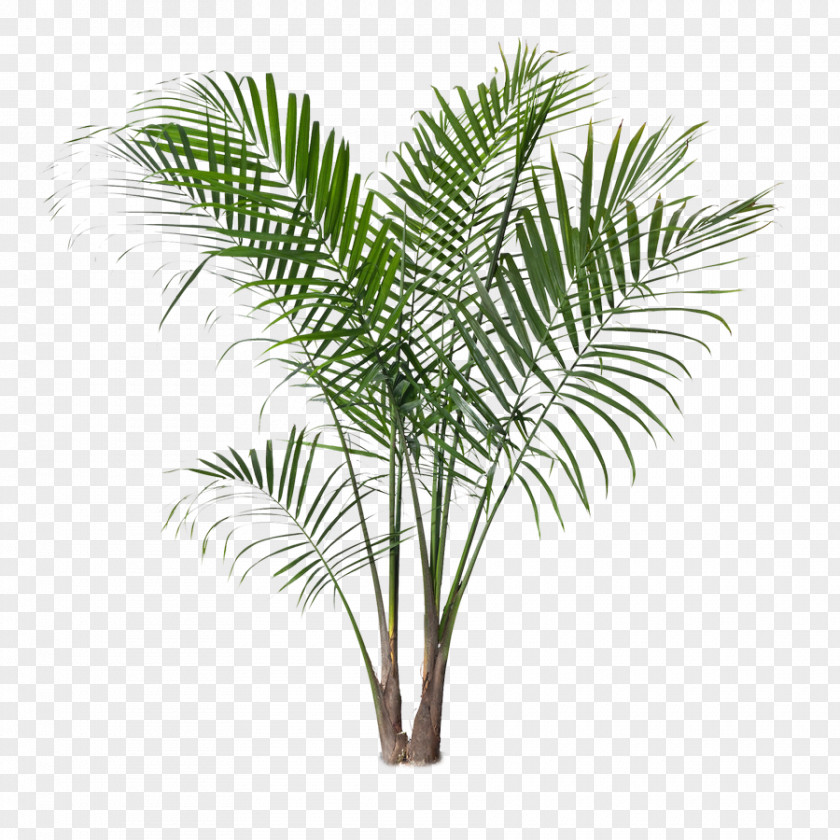 Date Palm Ravenea Rivularis Houseplant Areca Tree PNG