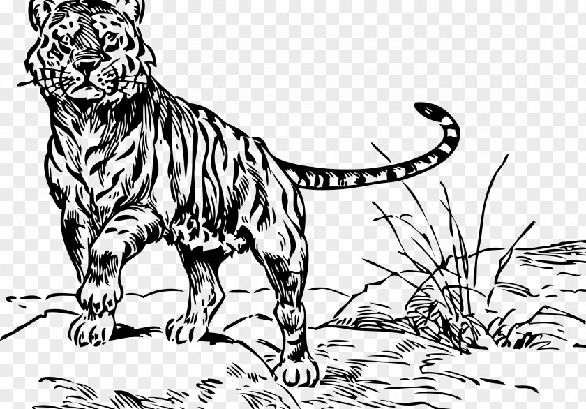 Name A Mangrove Swamp Tiger Drawing Cartoon Line Art Clip PNG