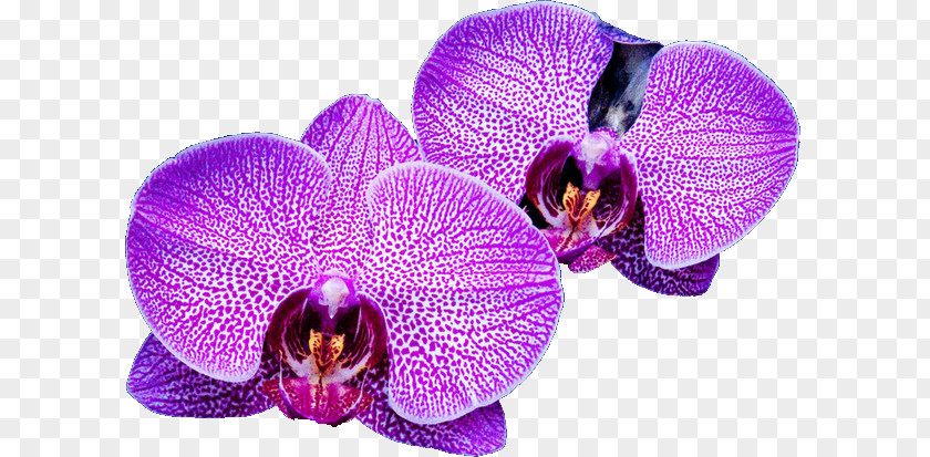 Orchide Moth Orchids Violet Family PNG