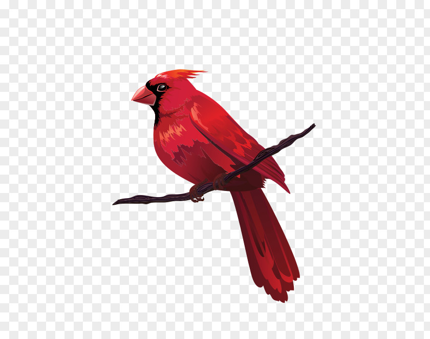 Bird Euclidean Vector Red Clip Art PNG
