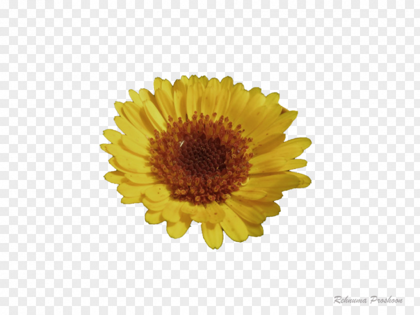 Chrysanthemum Transvaal Daisy Family Oxeye Marigolds PNG
