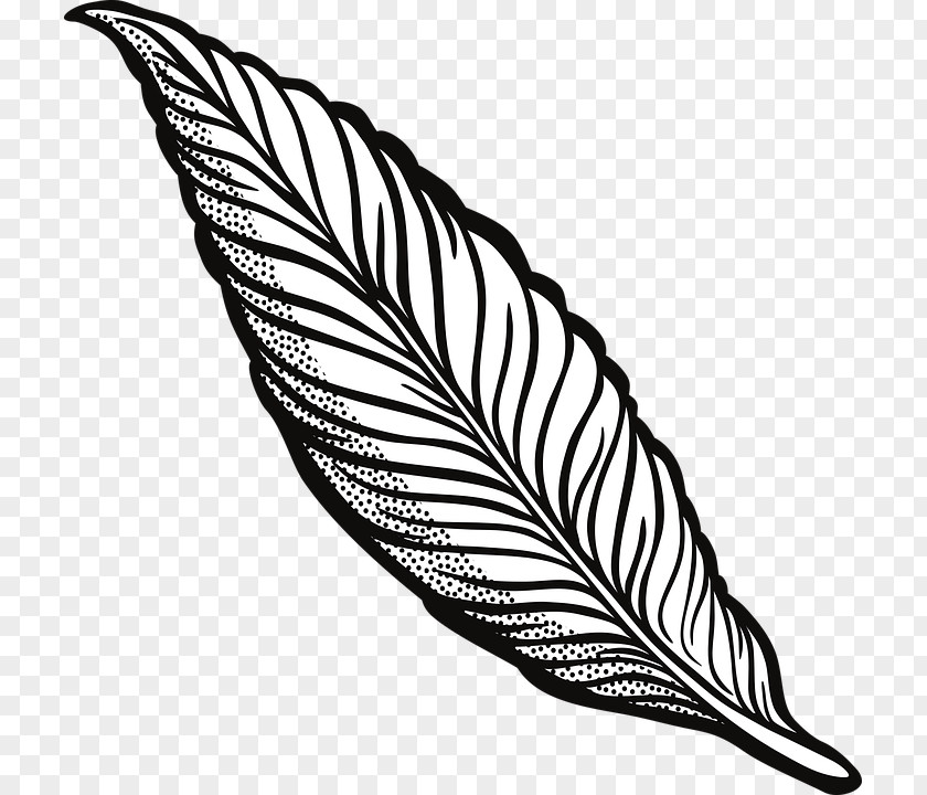 Feather Clip Art Openclipart Drawing Image PNG