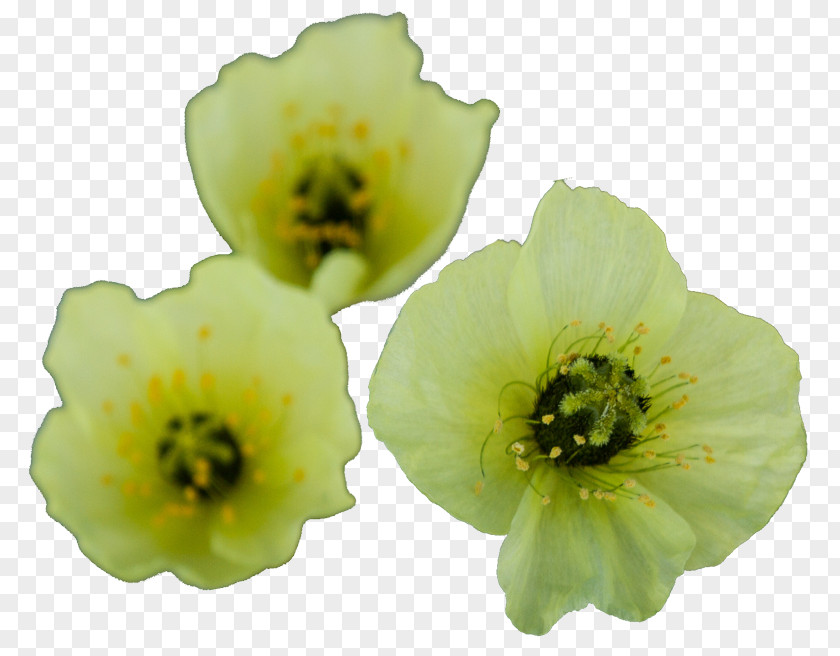 Flower Herbaceous Plant PNG