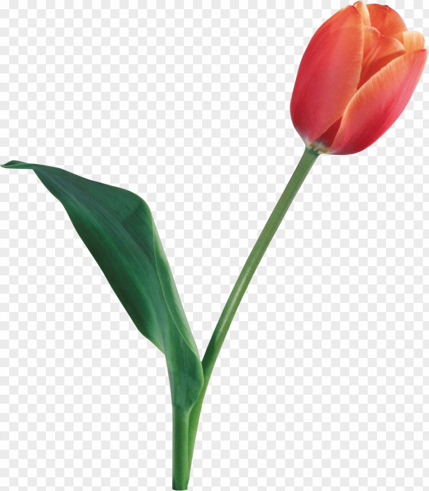 Tulip Image Indira Gandhi Memorial Garden Wallpaper PNG