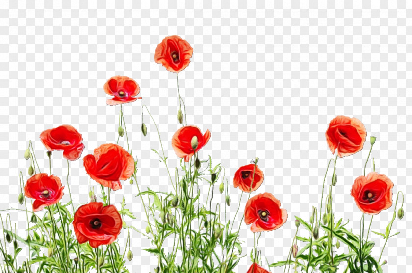 Wildflower Petal Flower Coquelicot Plant Red Corn Poppy PNG