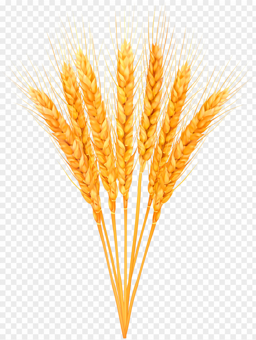Agriculture Graphic Emmer Clip Art Image Photograph PNG