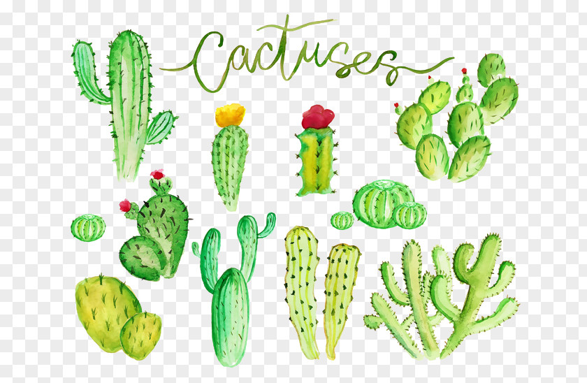 Cactus Cactaceae Watercolor Painting Stock Illustration PNG