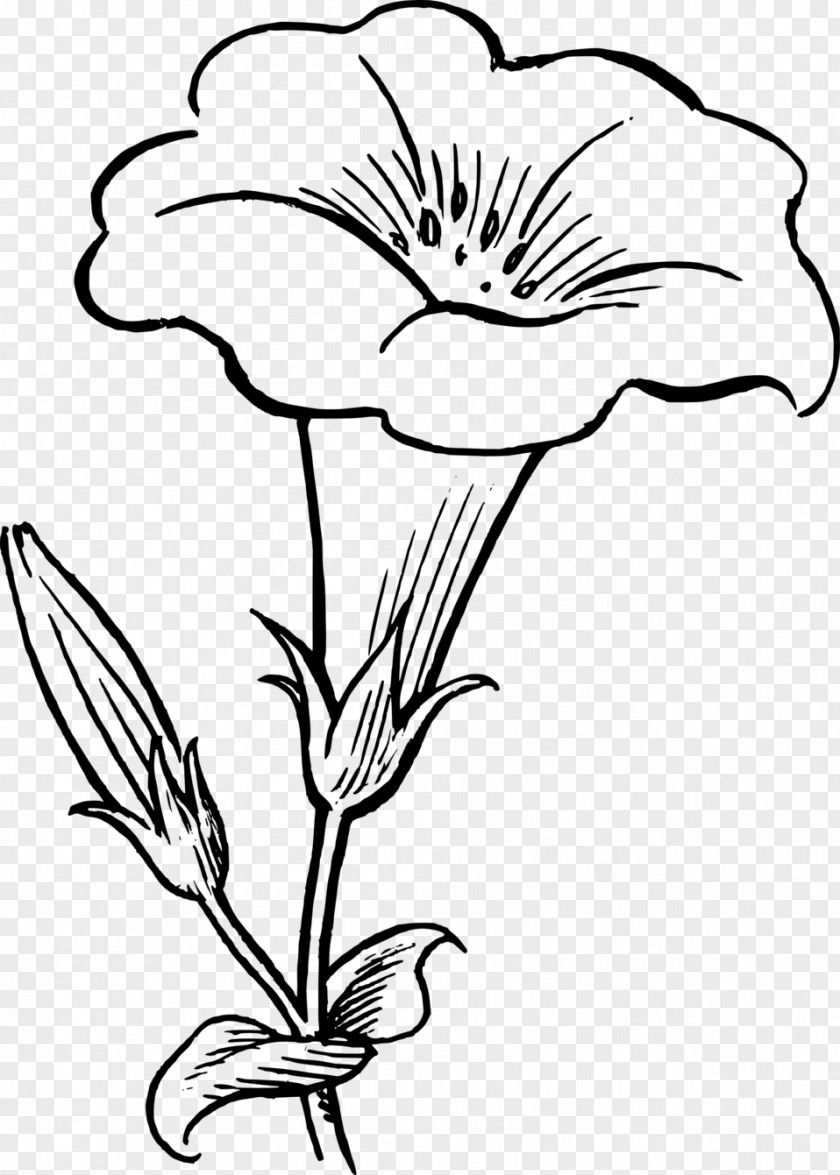 Flower Drawing Black And White Clip Art PNG