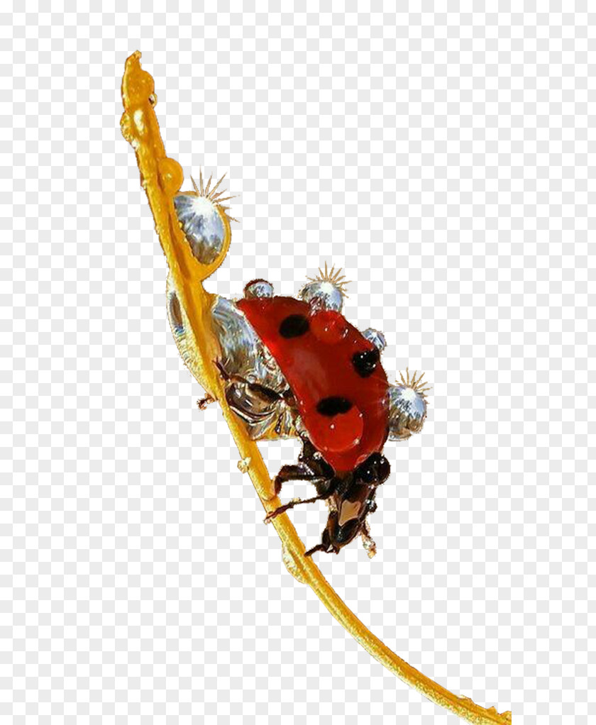 Ladybug Insect Jewelry Beetle Ladybird Red PNG