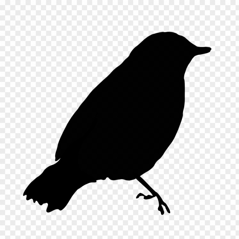 Bird Beak Blackbird Crow Raven PNG