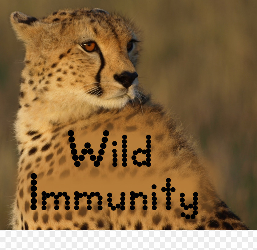 Cheetah Felidae Cat University Of Tasmania Immunity PNG