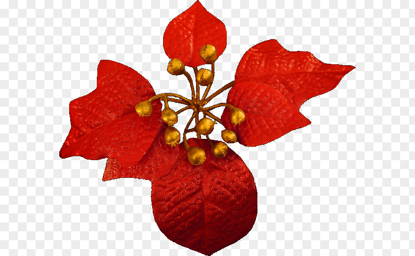 Christmas Card Flower PNG