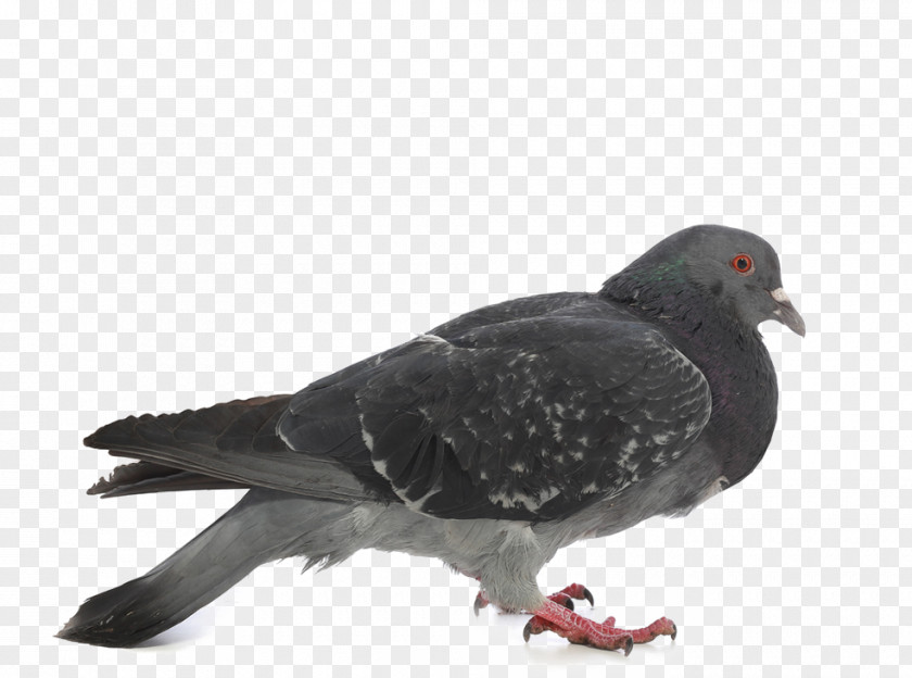 Pigeon Rock Dove Columbidae Stock Photography PNG