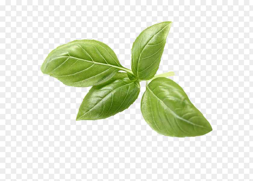 Tea Basil Italian Cuisine Herb Pesto PNG