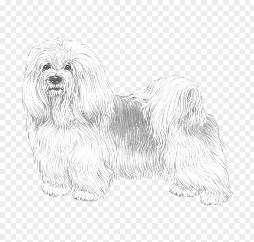 Bichon Frise Maltese Dog Havanese Bolognese Little Lion Bolonka PNG