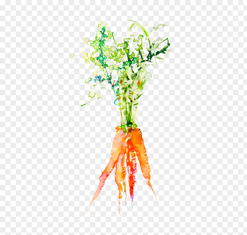 Drawing Carrot Marta Spendowska Art & Textiles Watercolor Painting Illustrator Artist PNG