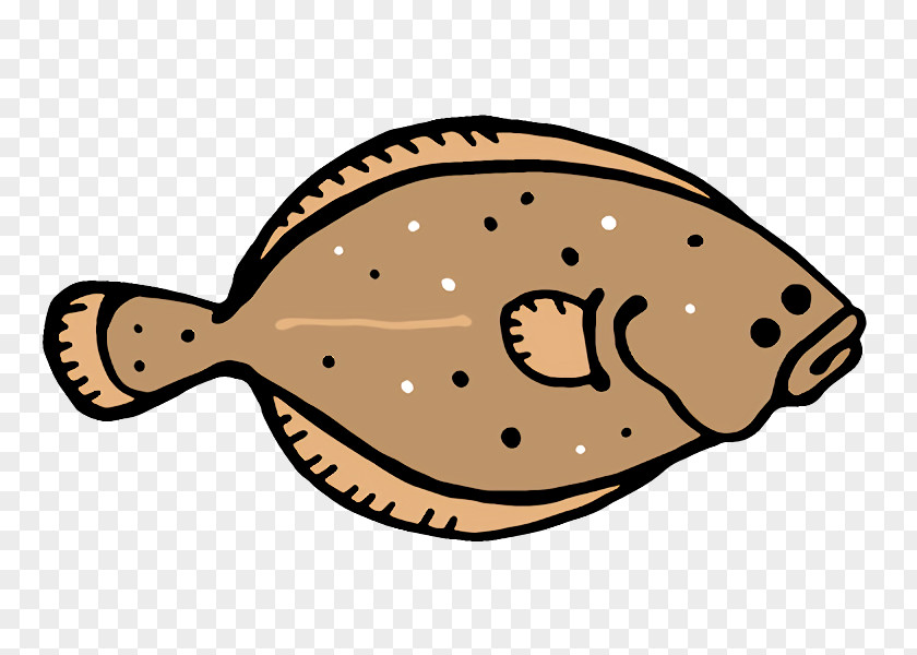 Fish Flatfish Line Science Biology PNG