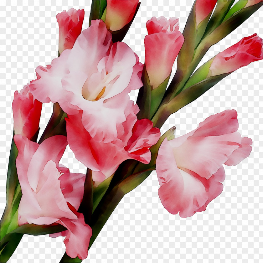 Gladiolus Cut Flowers Flower Bouquet Petal PNG