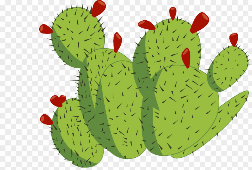Prickly Pear Plant Material To Pull Free Cactaceae Barbary Fig PNG