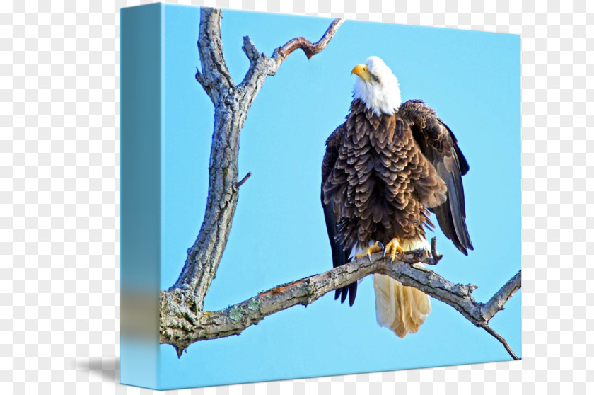Eagle Printing Bald Hawk Vulture Beak Stock Photography PNG