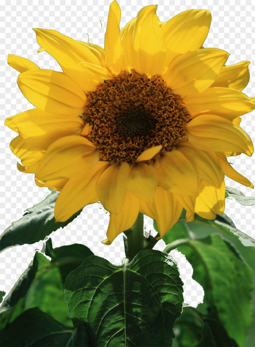 Flower Common Sunflower Seed Oil Annual Plant PNG