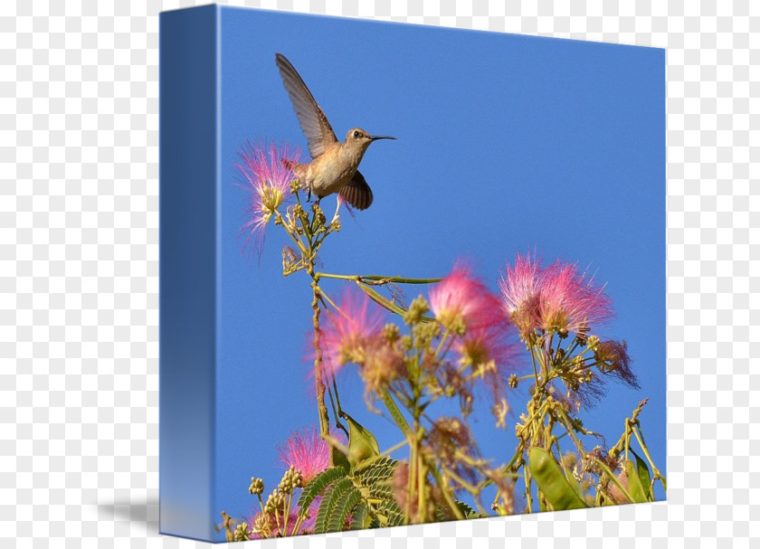 Mimosa Flower Hummingbird M Fauna Beak Sky Plc PNG