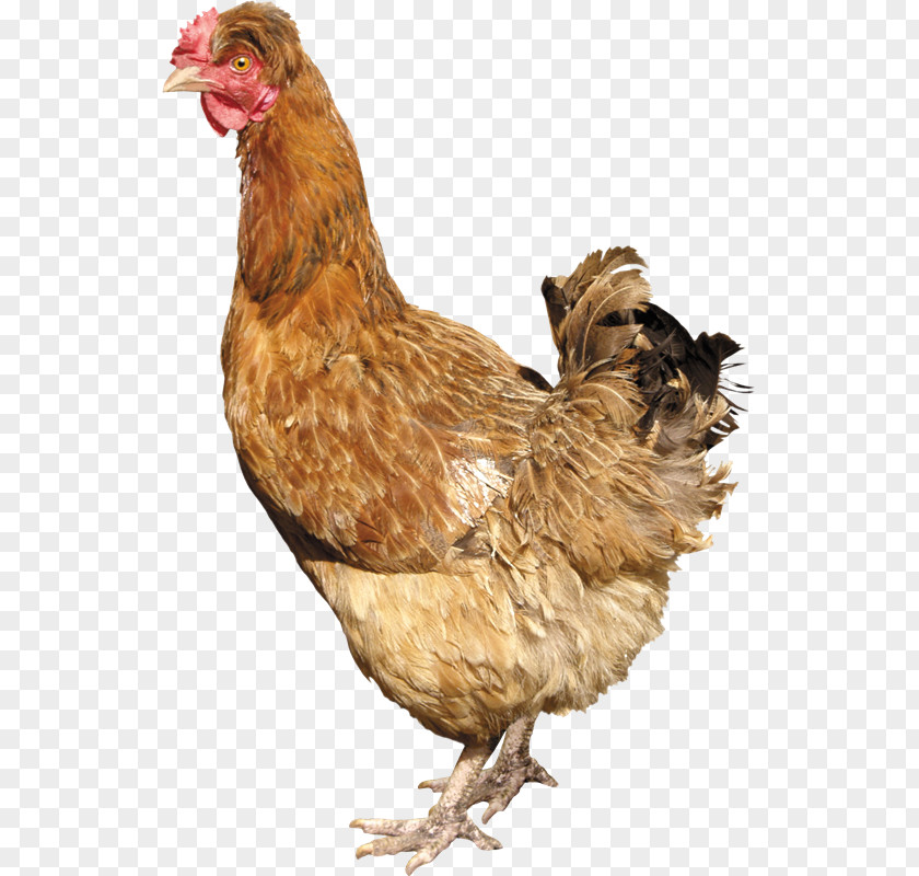 PollOS Silkie Solid White Fowl PNG