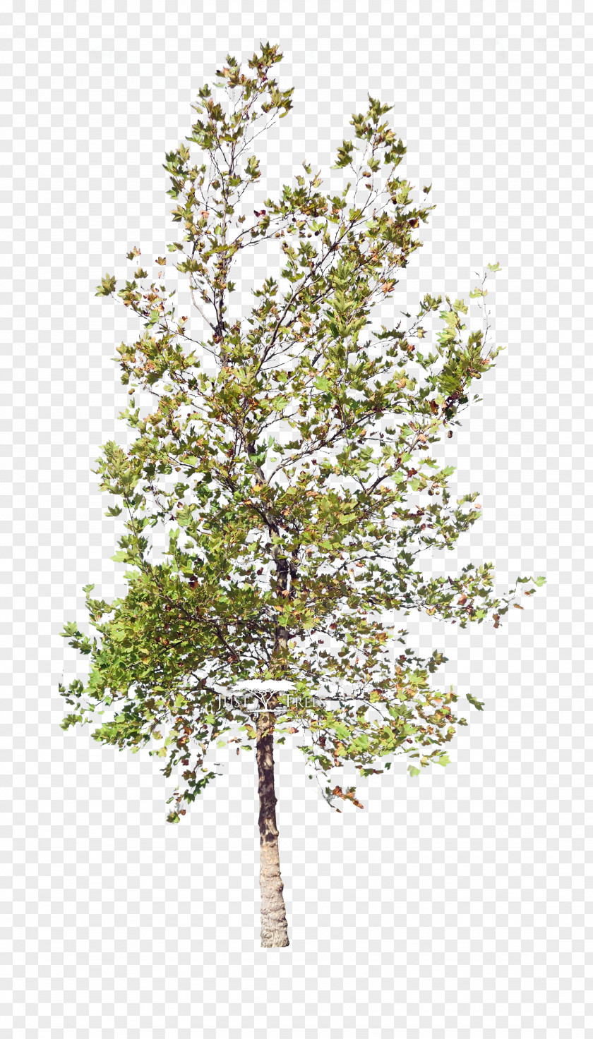 Tree Plan Twig Shrub PNG