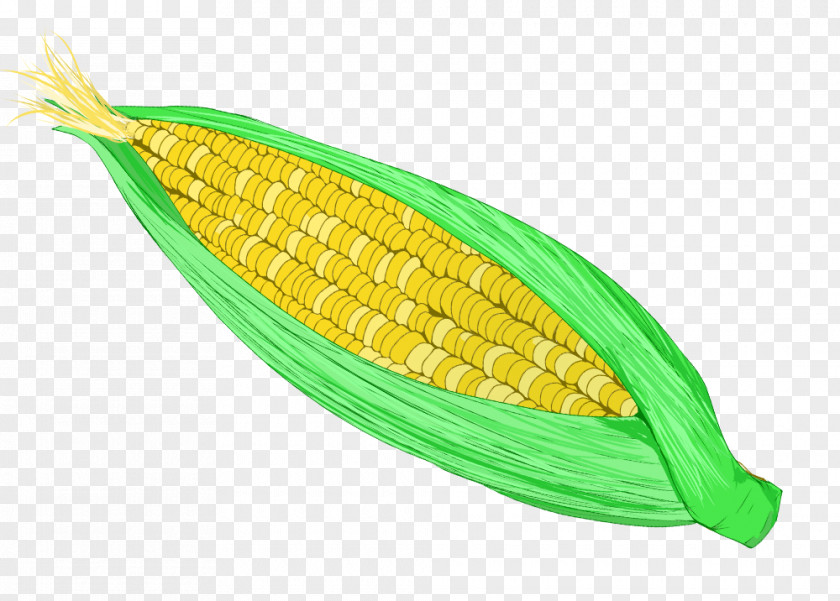 Corn On The Cob Sweet Food Illustration PNG