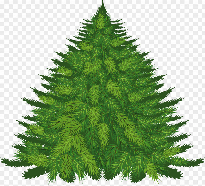 Fir-tree Image Fir Pine Cedar Tree Clip Art PNG