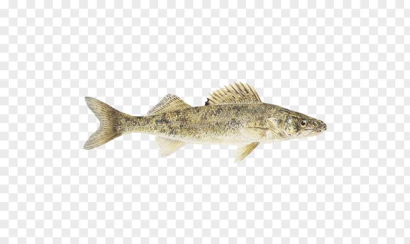 Fishing Cod Salmon Fish Products Trout PNG