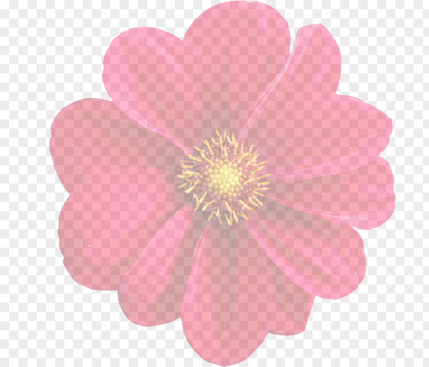 Flower Dahlia Image Pink Flowers Photograph PNG