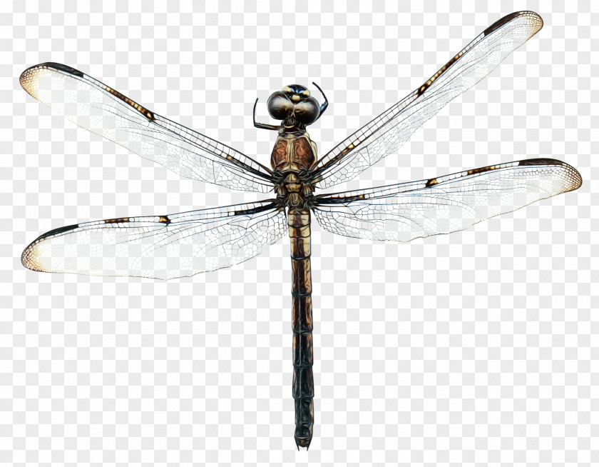 Pest Damselfly Dragonfly Insect PNG