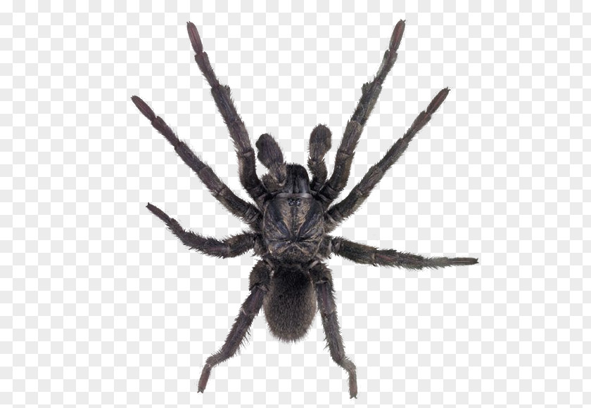 Spider Image Sydney Brown Trapdoor Missulena Funnel-web PNG