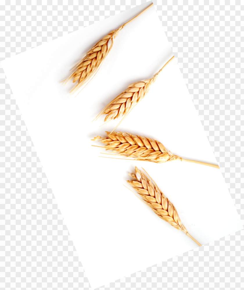 Wheat Spike Food Grain Emmer Cereal Germ Grasses PNG