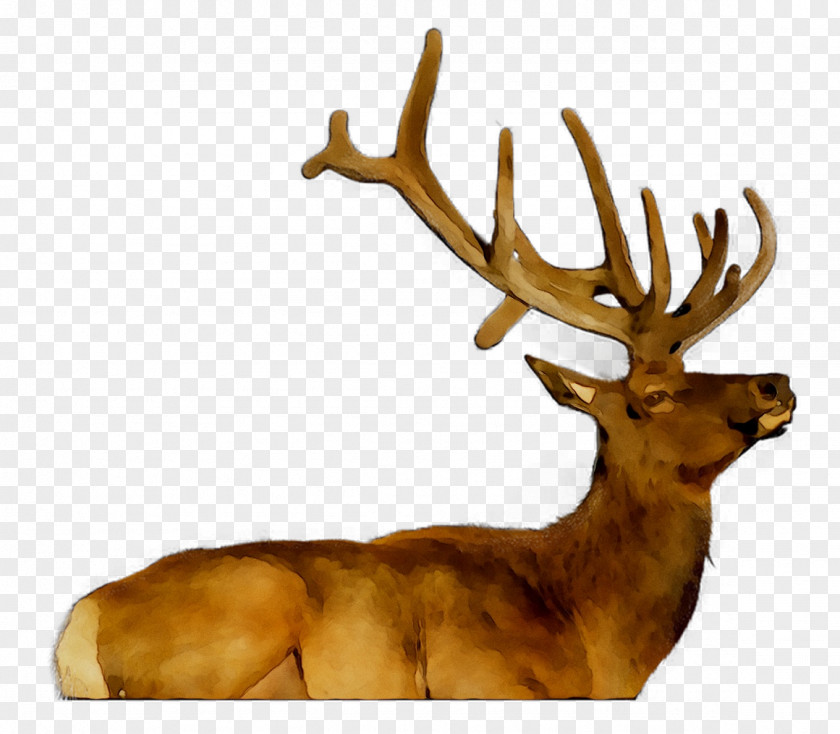 Elk Reindeer Antler PNG