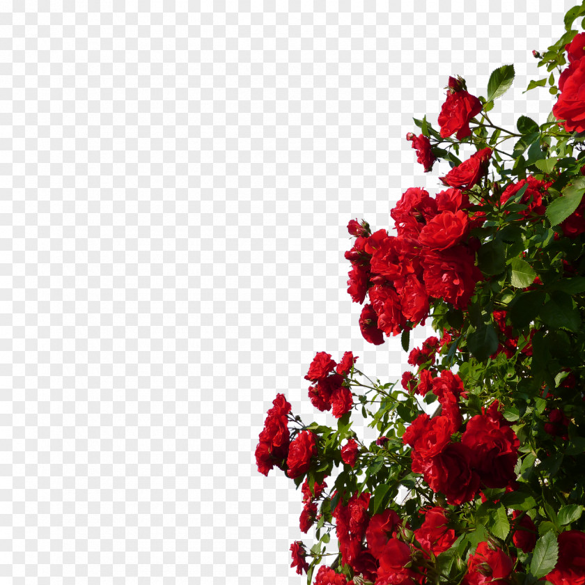 GARDEN Rose Red Flower PNG
