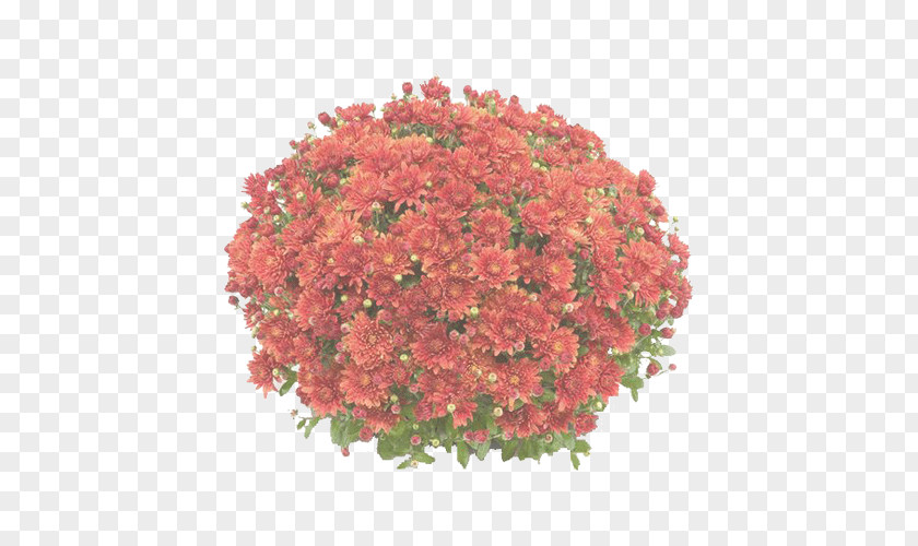 Geranium Annual Plant Flower Flowering Red Cut Flowers PNG