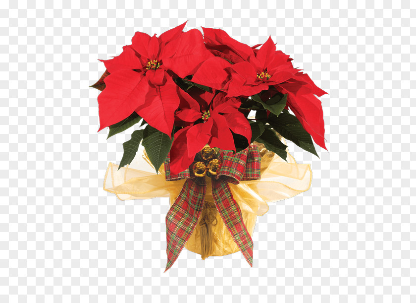 Perennial Plant Impatiens Christmas Decoration PNG