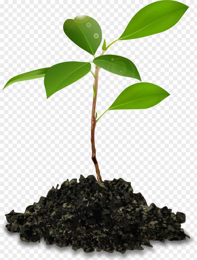 Planting Trees Chicken 0 Skin Plant PNG