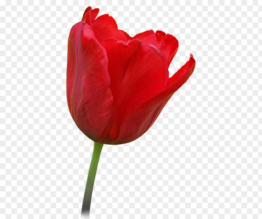 Red Tulip T-shirt Hoodie Flower PNG